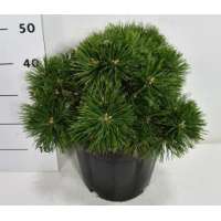 Pinus mugo'Green Pearl' 