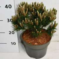 Pinus mugo'Heideperle' 