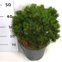 Pinus mugo'Heideperle' 