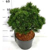 Pinus mugo'Humpy' 