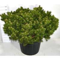 Pinus mugo'Klosters Grun' 