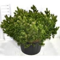 Pinus mugo'Klosters Grun' 