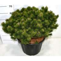 Pinus mugo'Klosters Grun' 