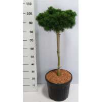 Pinus mugo'Lilliput' 