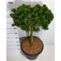Pinus mugo'Lilliput' 
