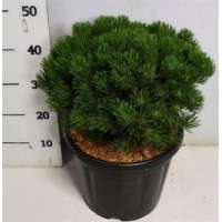 Pinus mugo'Mops' 