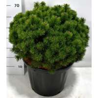 Pinus mugo'Mops' 