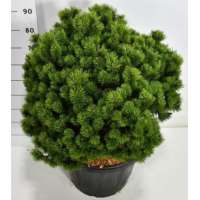 Pinus mugo'Mops' 