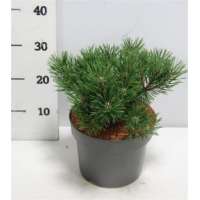 Pinus mugo'Mops' 