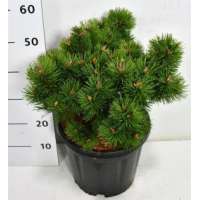 Pinus mugo'Mumpitz' 