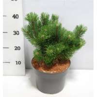 Pinus mugo'Mumpitz' 