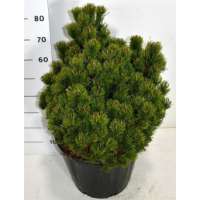 Pinus mugo'Picobello' 