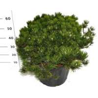 Pinus mugo'Pumilio' 