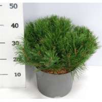 Pinus mugo'Pumilio' 
