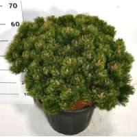 Pinus mugo'Sherwood Compact' 