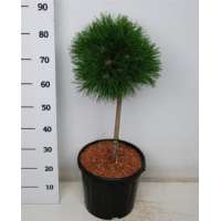 Pinus mugo'Varella' 