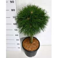 Pinus mugo'Varella' 