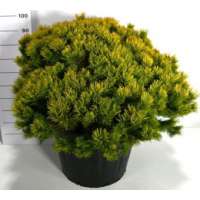 Pinus mugo'Wintergold' 