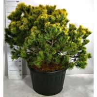 Pinus mugo'Wintergold' 