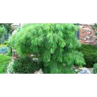 Pinus strobus'Niagara Falls' 