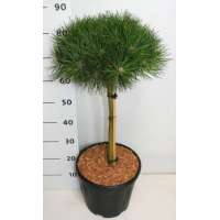 Pinus nigra'Bambino' 