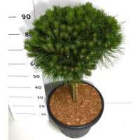 Pinus nigra'Bambino' 