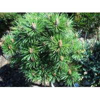Pinus nigra'Keightly Broom' 