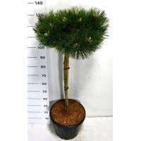 Pinus nigra'Keightly Broom' 