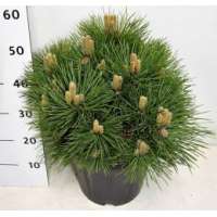 Pinus nigra'Nana' 