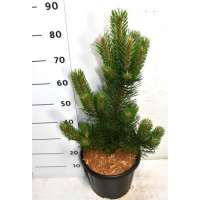 Pinus nigra'Oregon Green' 