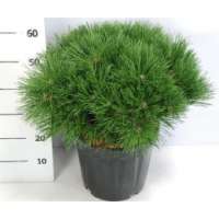 Pinus nigra'Pierrick Bregeon' 
