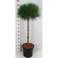 Pinus nigra'Pierrick Bregeon' 