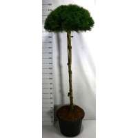 Pinus nigra'Pierrick Bregeon' 