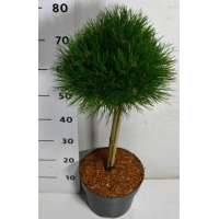 Pinus nigra'Pierrick Bregeon' 