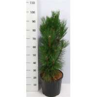Pinus nigra'Pyramidalis' 