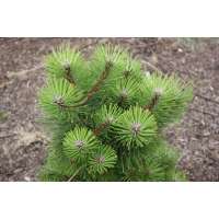 Pinus nigra'Smaragd' 