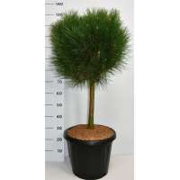 Pinus nigra'Summer Breeze' 