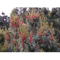 Pinus parviflora'Bonnie Bergman' 