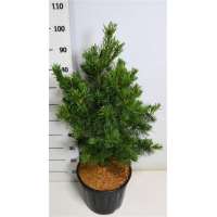 Pinus parviflora'Bonsai' 