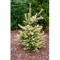 Pinus parviflora'Ogon Janome' 