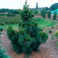 Pinus schwerinii'Wiel's Champion' 