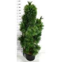 Pinus schwerinii'Wiethorst' 