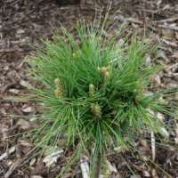 Pinus schwerinii'Wieherst SDL' 