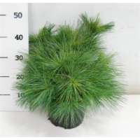 Pinus strobus'Blue Shag' 