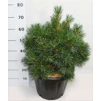 Pinus strobus'Krüger's Lilliput' 