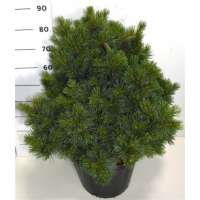 Pinus strobus'Krüger's Lilliput' 