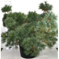 Pinus strobus'Macopin' 