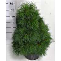 Pinus strobus'Niagara Falls' 