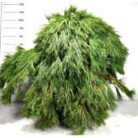 Pinus strobus'Niagara Falls' 