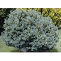 Pinus sylvestris'Beuvronensis' 